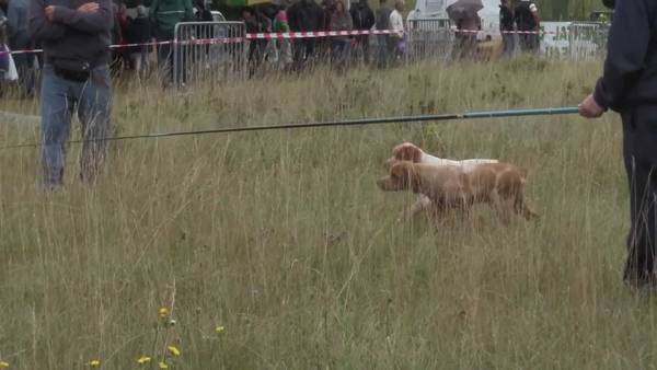 dressage chien paris gratuit