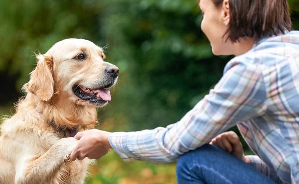 dressage chien nice prix