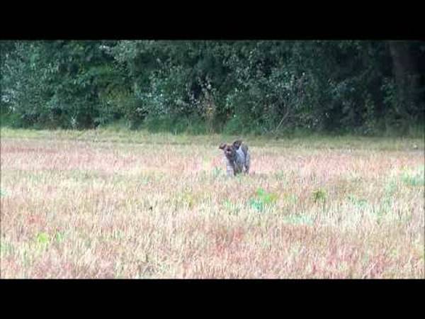 dressage chien vernouillet