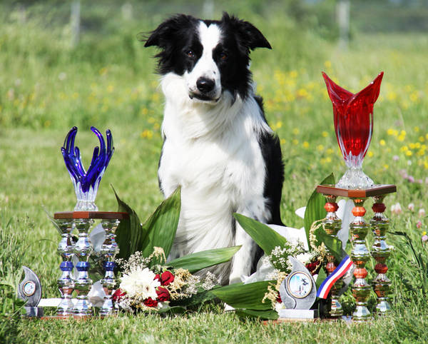 dressage chien jarny