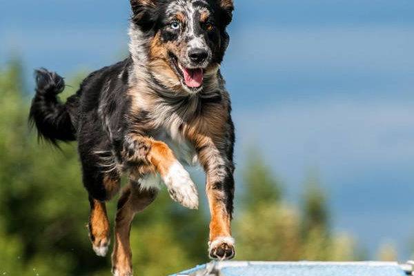 dressage chien villeneuve les avignon