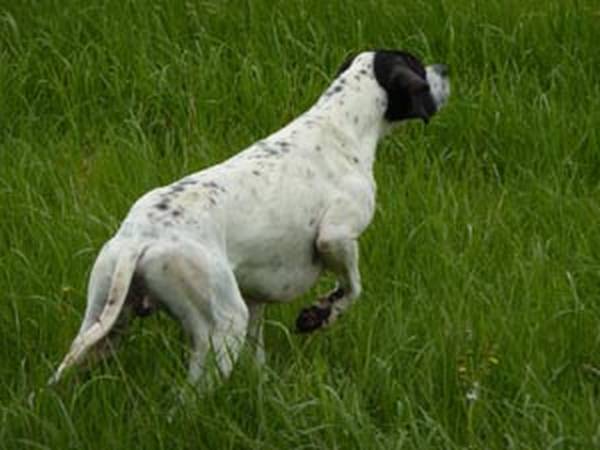 dressage chien seine et marne