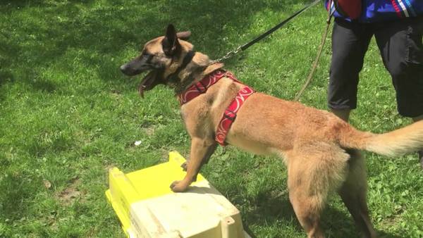 dressage chien darret