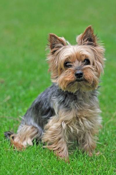 dressage chien marrakech prix