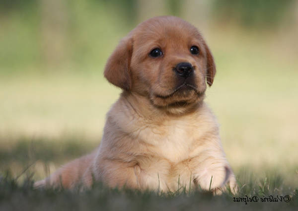 dressage chien waterloo