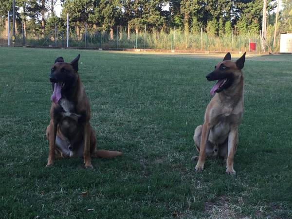 école de dressage chien de garde école de dressage chien de garde