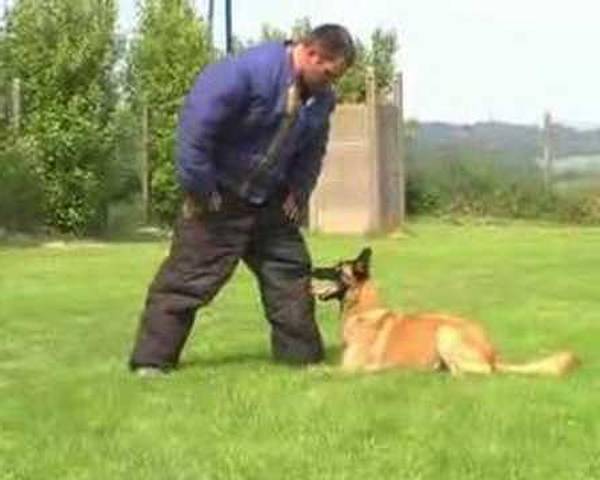 prix dressage chien lorient