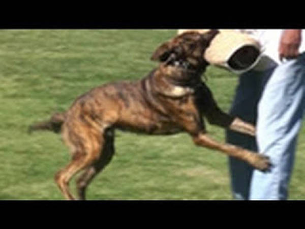 collier de dressage pour chien de chasse sportdog