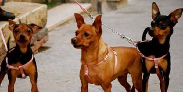 dressage chien mouscron prix dressage chien mouscron prix