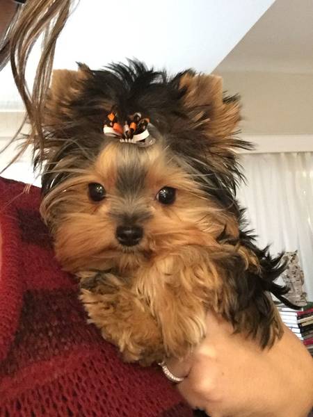 dressage d un chien courant