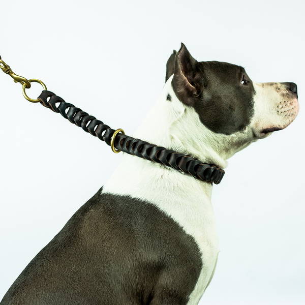 temps de dressage chien daveugle