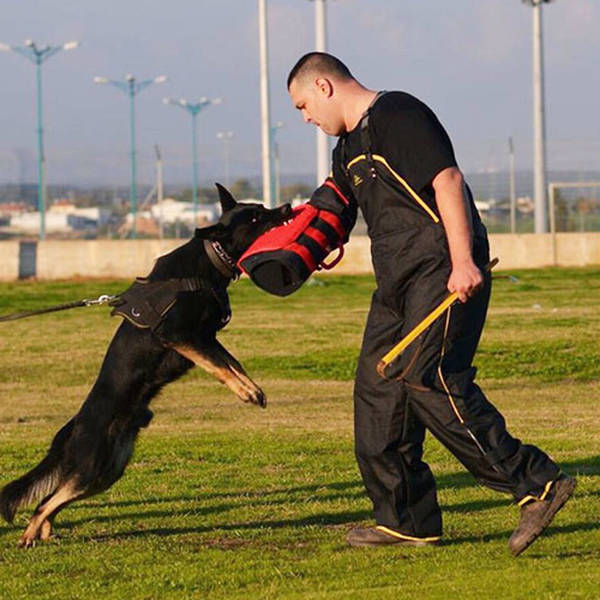 tarif dressage chien haguenau