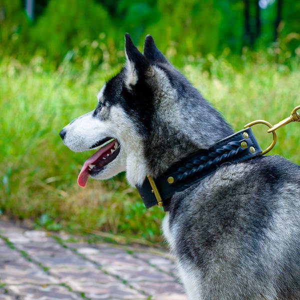 dressage chien chasse gironde
