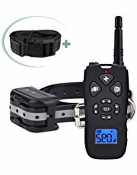 dressage chien poitiers