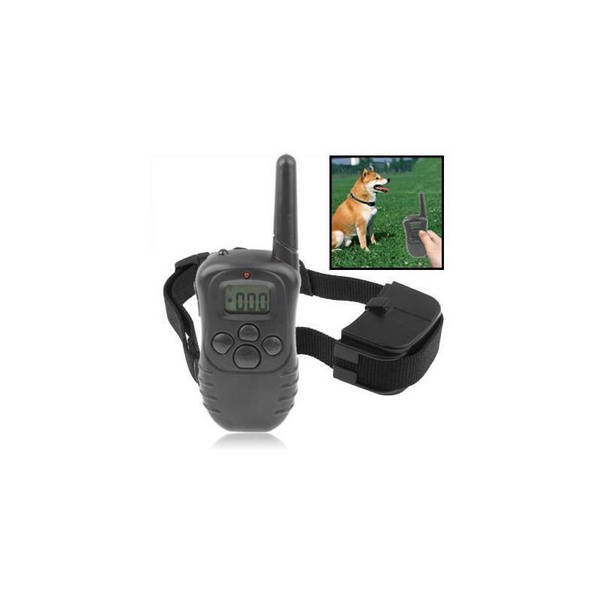 dressage chien nemours