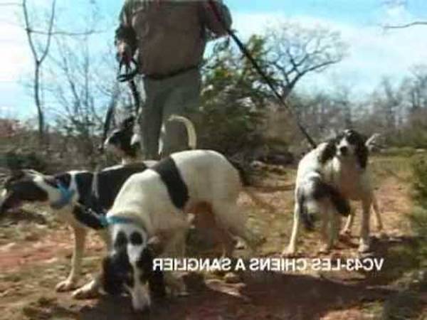 dresseur chien courant sanglier