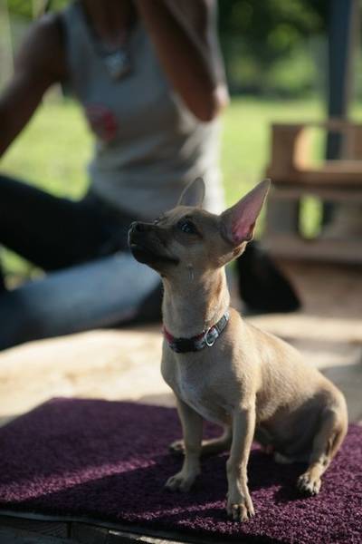 dressage chien yvelines