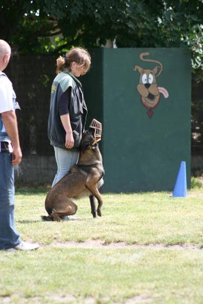 dressage chien de chasse haute garonne