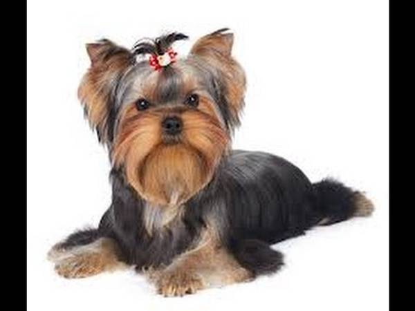 dresseur de chien border collie