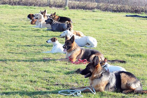 dressage chien berger australien