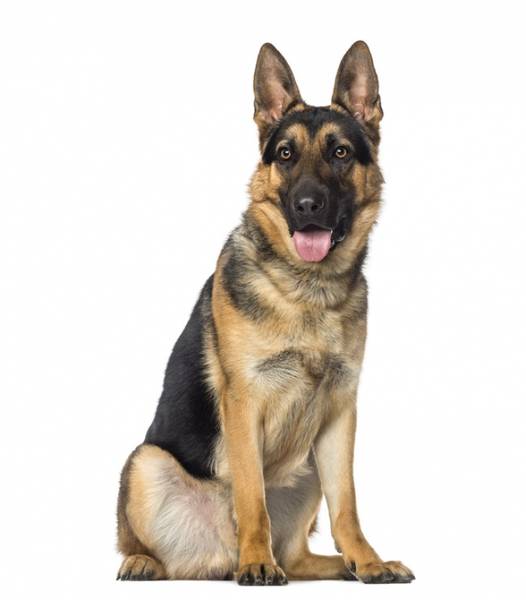 dressage chien avec cage