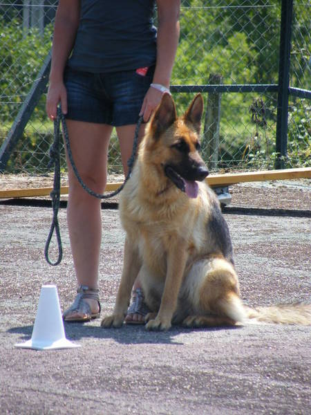 cours de dressage chien bordeaux cours de dressage chien bordeaux