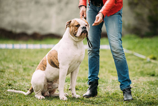 dressage chien cane corso