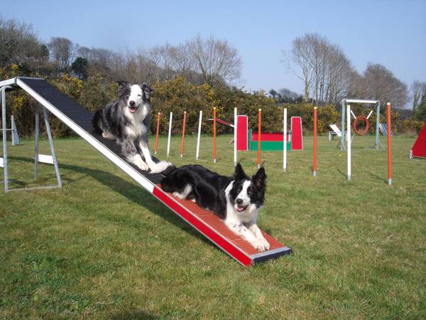 dressage chien darrêt pdf