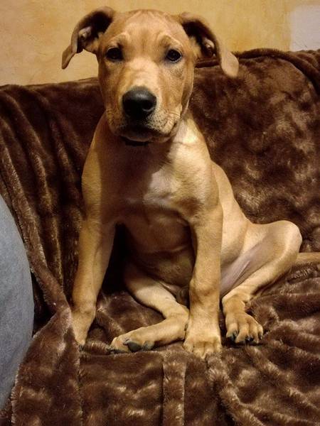 dressage chien en laisse