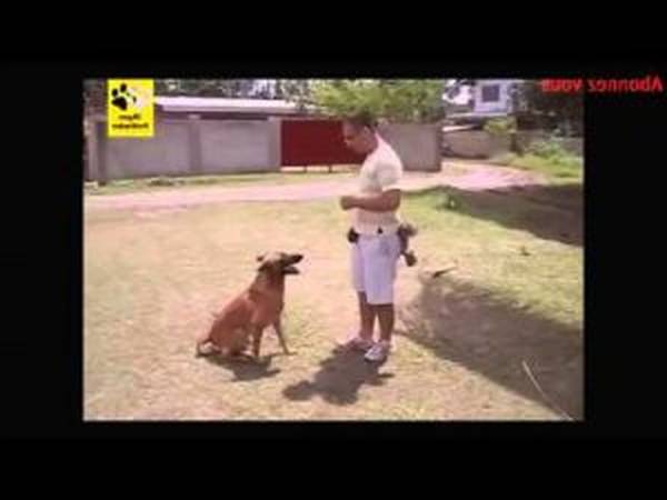 dressage chien havré