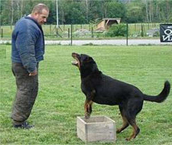 dresseur chien sanglier dordogne