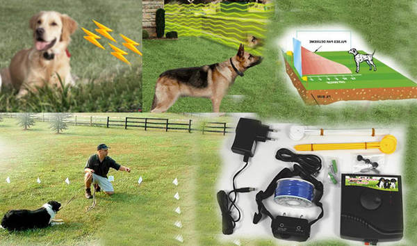 dressage chien antheit