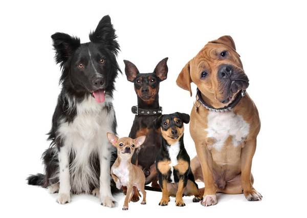 collier dressage chien utilisation