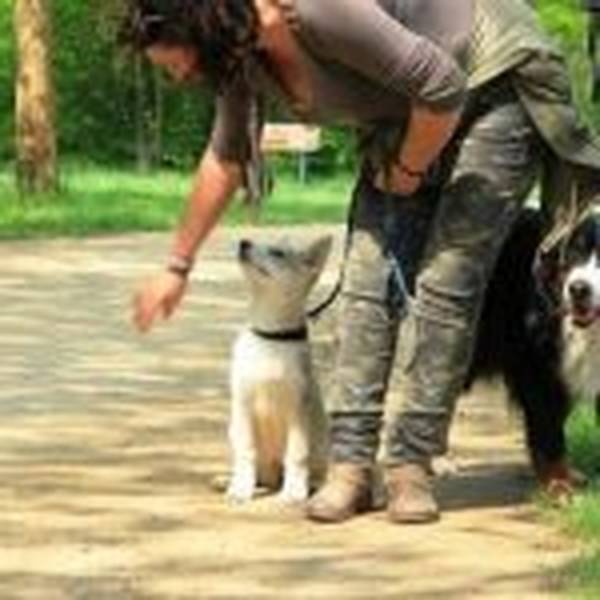 dressage chien detection