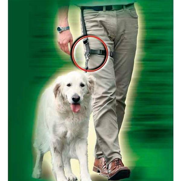 dressage chien berger suisse