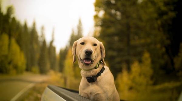 dressage de chien 78