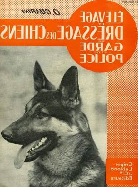 klaxon dressage chien