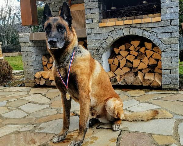dressage chien quand commencer