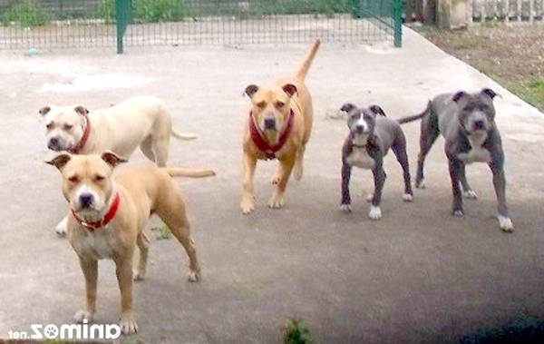 cours dressage chien liege cours dressage chien liege