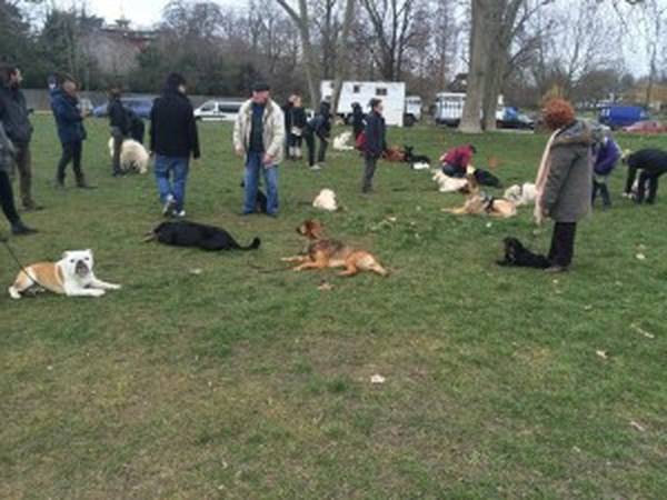 dressage chien pointer chasse