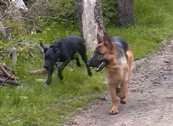 dressage chien seine et marne