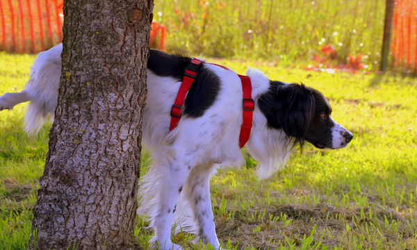 dressage chien border collier
