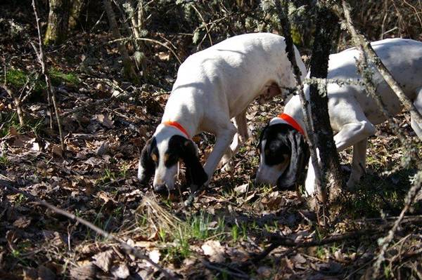 dressage chien rabat prix