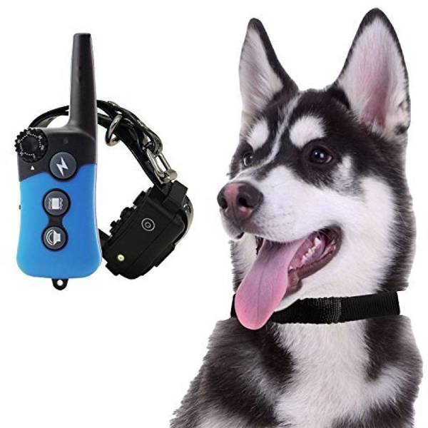 age chien pour dressage