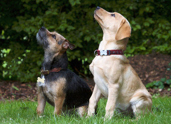 dressage chien zoothérapie