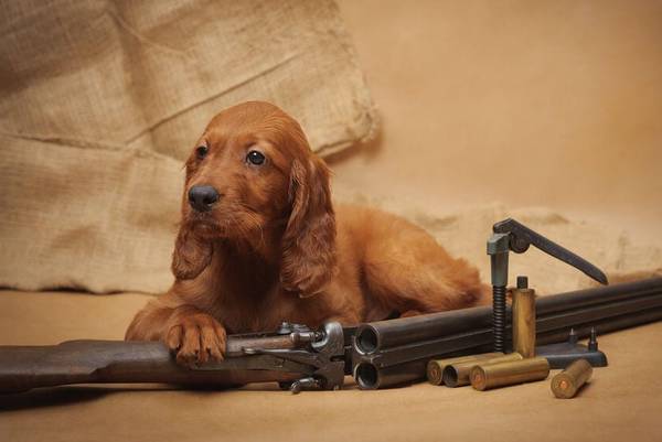 dressage de chien khemis miliana