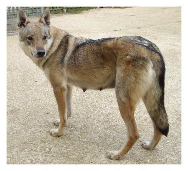 dressage chien luxembourg ville