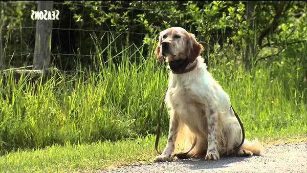 dressage chien vaucluse