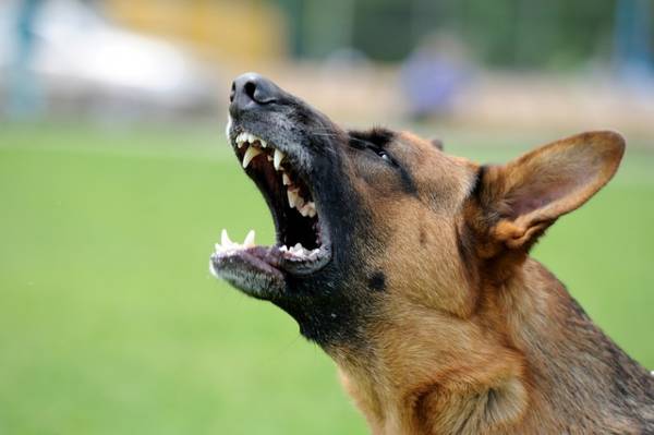 dressage chien chasse epagneul francais