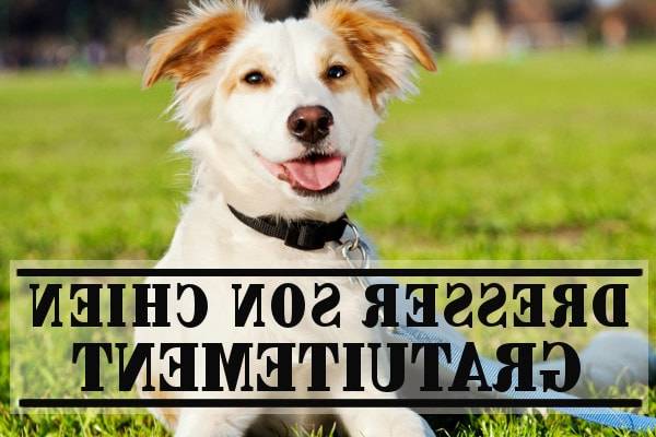 dressage chien de chasse sifflet dressage chien de chasse sifflet